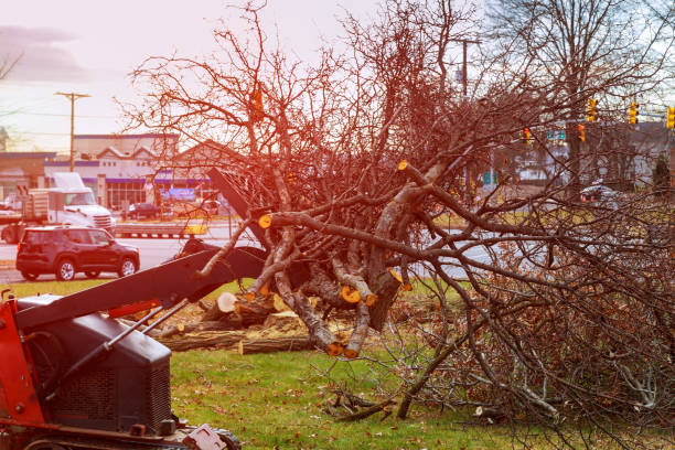 Best Fruit Tree Pruning  in Omaha, NE