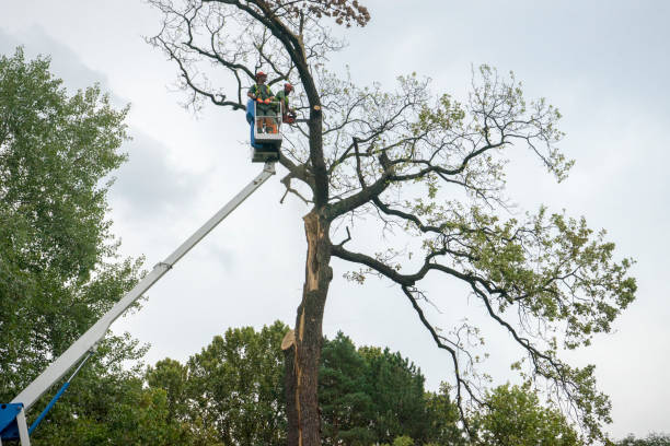 Best Tree Maintenance Programs  in Omaha, NE