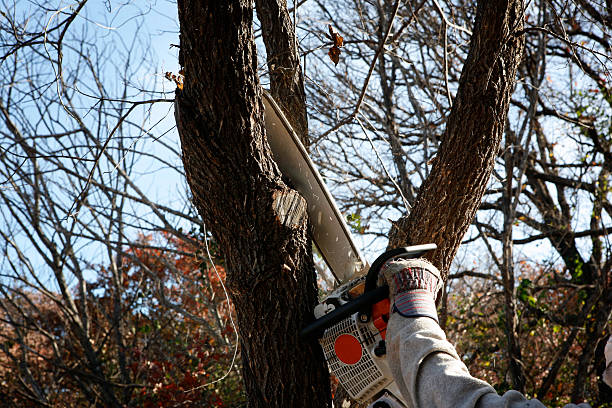 Best Lawn Maintenance Plans  in Omaha, NE